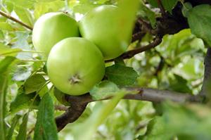 Зеленые яблоки на дереве