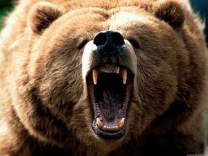 Сонник убить медведя во сне