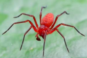 К чему снится большой красный паук сонник
