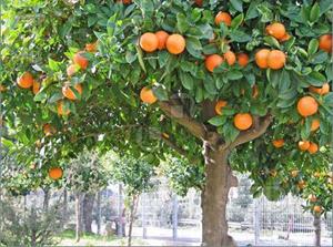 Апельсин на дереве