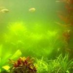 Что означает мутная вода по соннику Что означает мутная вода по соннику