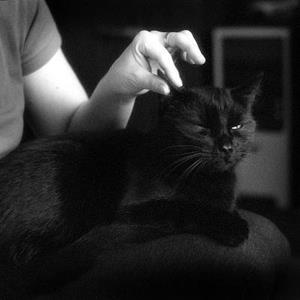 Гладит черного кота