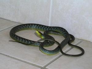 К чему снится много змей в доме сонник
