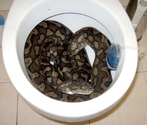Змея в туалете