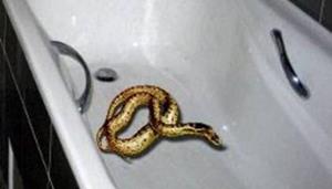 Змея в ванной