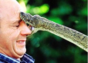 Змея вцепилась в глаз