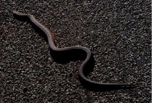 Змея на дороге