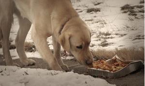 Кормление уличного пса некачественной едой