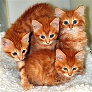 Рыжие кошки