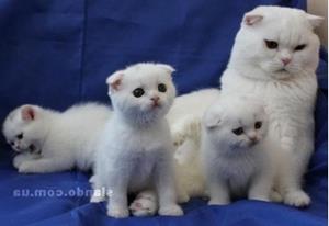 Белые котята