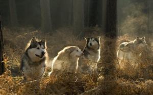 Собаки в лесу