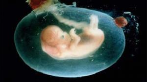 Живой зародыш в организме женщины