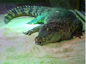Снится крокодил