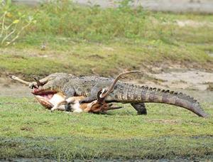 Крокодил потрошит свою жертву