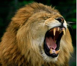 Агрессивный лев во сне