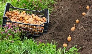 Выращивать картофель в своём огороде