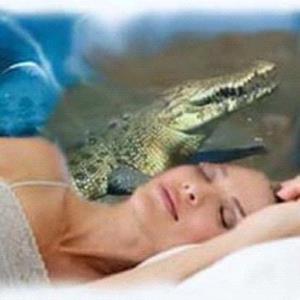 Снится крокодил женщине