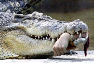 Крокодил растерзал человека