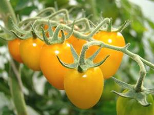 Гибридные томаты