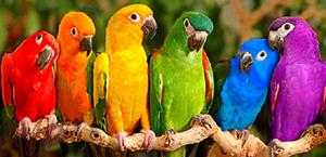 Сообщество попугаев