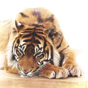 Тигр дремлет