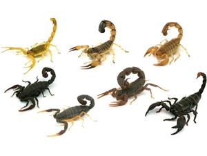 Скорпионы разного цвета