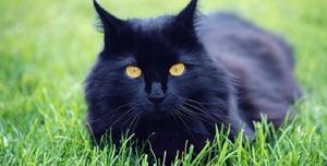 Снится чёрный кот