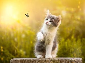 Котёнок играет с бабочкой