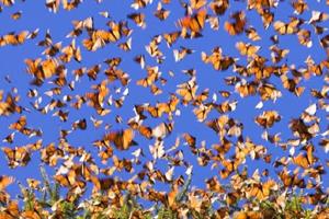 Миграция бабочек