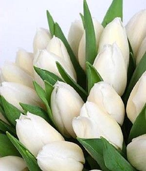 Крупные белые тюльпаны