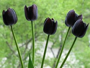 Чёрные тюльпаны