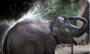 Слон поливает себя водой