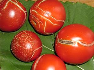 Треснутые томаты