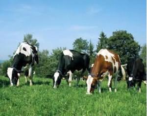 Коровы пасутся на лужайке