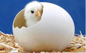 Цыплёнок в яйце