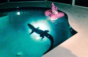 Крокодил в бассейне