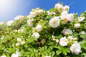 Кустарник белых роз