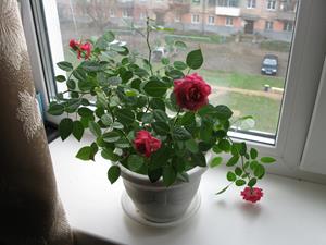 Розы в горшке на окне