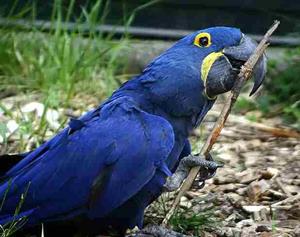 Синий попугай