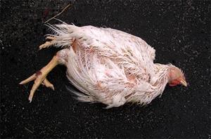 Мертвая курица