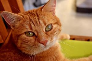 Сонник большой рыжий кот. Рыжий кот толкование сонника