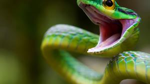 Коварный змей